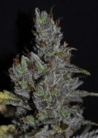 Medi Haze 5 fem Medi Haze 5 fem