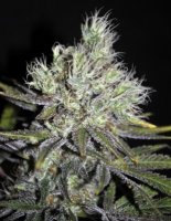 Sweet n Sour Widow 5 reg Sweet n Sour Widow 5 reg