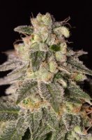 CBD Shark Shock 1 fem CBD Shark Shock 1 fem