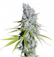 CBD SkunkHaze 3 fem CBD SkunkHaze 3 fem