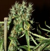 Mango Haze 5 fem Mango Haze 5 fem