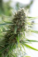 Critical Mass CBD 1 fem Critical Mass CBD 1 fem