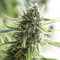 Critical Mass CBD Critical Mass CBD