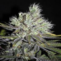 Sweet n Sour Widow 5 reg Sweet n Sour Widow 5 reg
