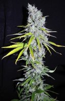 Skunk Haze 5 fem Skunk Haze 5 fem