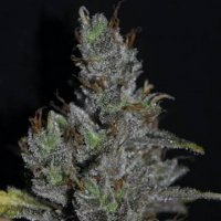 Medi Haze 5 fem Medi Haze 5 fem