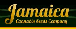 Jamaica Seeds