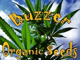 Buzzer Organic Seeds