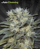 Auto Chemdog female