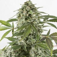 White Widow Auto
