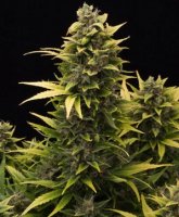 (Original) Amnesia Automatic 1 fem (Original) Amnesia Automatic 1 fem