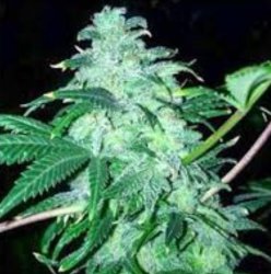 Ein allgemeines Bild