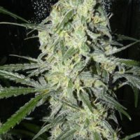 Sex Bud female Sex Bud female