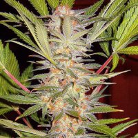S.A.D. Sweet Afghani Delicious S1 fem