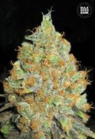 Critical Mass female