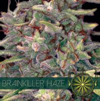 Brainkiller Haze fem