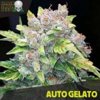 Auto Gelato fem Auto Gelato fem