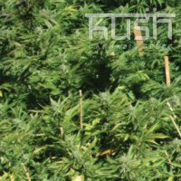 Lemon Kush Lemon Kush