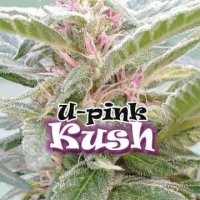 U Pink Kush female