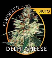Delhi Cheese Auto fem