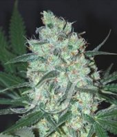Green Love Potion fem Green Love Potion fem