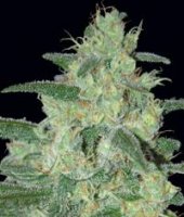 Holy Grail 69 fem Holy Grail 69 fem