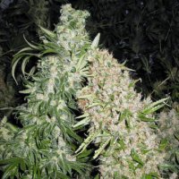 Skunk Special female Skunk Special female
