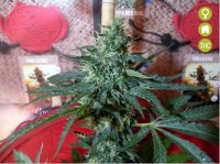 Sativa des Rois 5 fem Sativa des Rois 5 fem