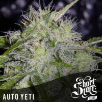 Auto Yeti