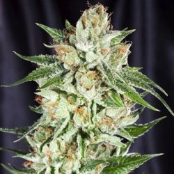 Ein allgemeines Bild