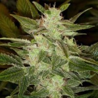 Auto Speed Haze fem Auto Speed Haze fem