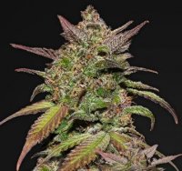 Smoothie Auto 5 fem Smoothie Auto 5 fem
