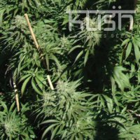 Sour Kush Sour Kush