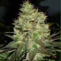 Jack Herer fem Jack Herer fem