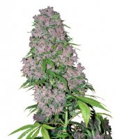 Purple Bud Automatic fem