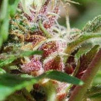 Red Purps female Red Purps female