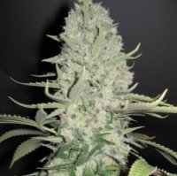 White Widow x Big Bud female White Widow x Big Bud female