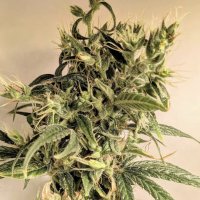(Bild für) 80s Durban Poison