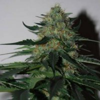 Pineapple Gum fem Pineapple Gum fem