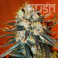 Automatic Kush Automatic Kush