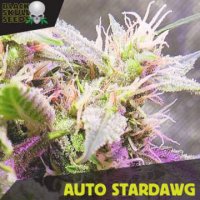 Auto Stardawg fem