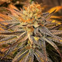 (image for) 9lb Punch