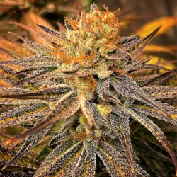 Ein allgemeines Bild