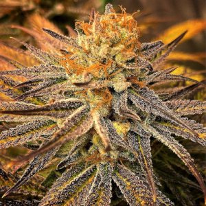 (Bild für) 9lb Punch