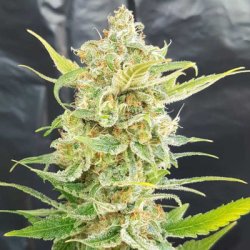 Ein allgemeines Bild