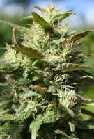 (Early Durban x Lowryder) x Afghani Erdpurt (Early Durban x Lowryder) x Afghani Erdpurt