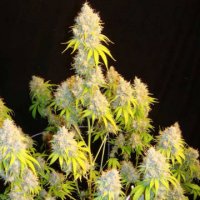 Indiana Bubble Gum S1 fem