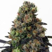 (image for) Acid Dough female