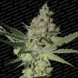 Ein allgemeines Bild