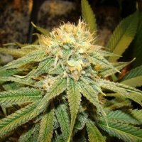 (imagen para) Afghan Delight